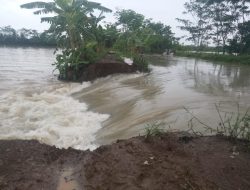 Tanggul Jebol, Ratusan Hektar Sawah di Pangandaran Terendam Banjir
