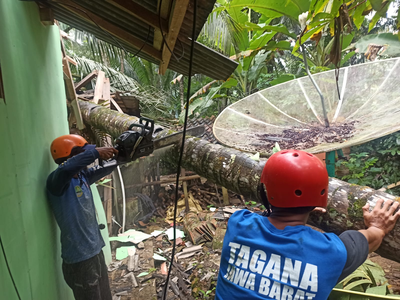 Hujan dan Angin Kencang di Pangandaran, Pohon Kelapa Tumbang Timpa Rumah Warga