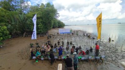 Jaga Kemungkinan Ekowisata di dalam Sungsang Banyuasin, Seribuan Mangrove Ditanam dalam Areal Pelabuhan TAA